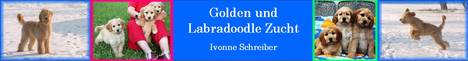 Golden Doodle